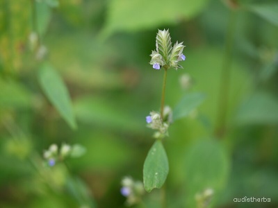 Rungia pectinata fullplant10.jpg
